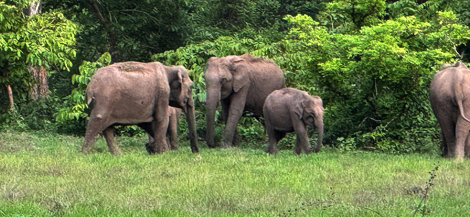 A herd of Asian elephants with a calf grazing at the forest edge
