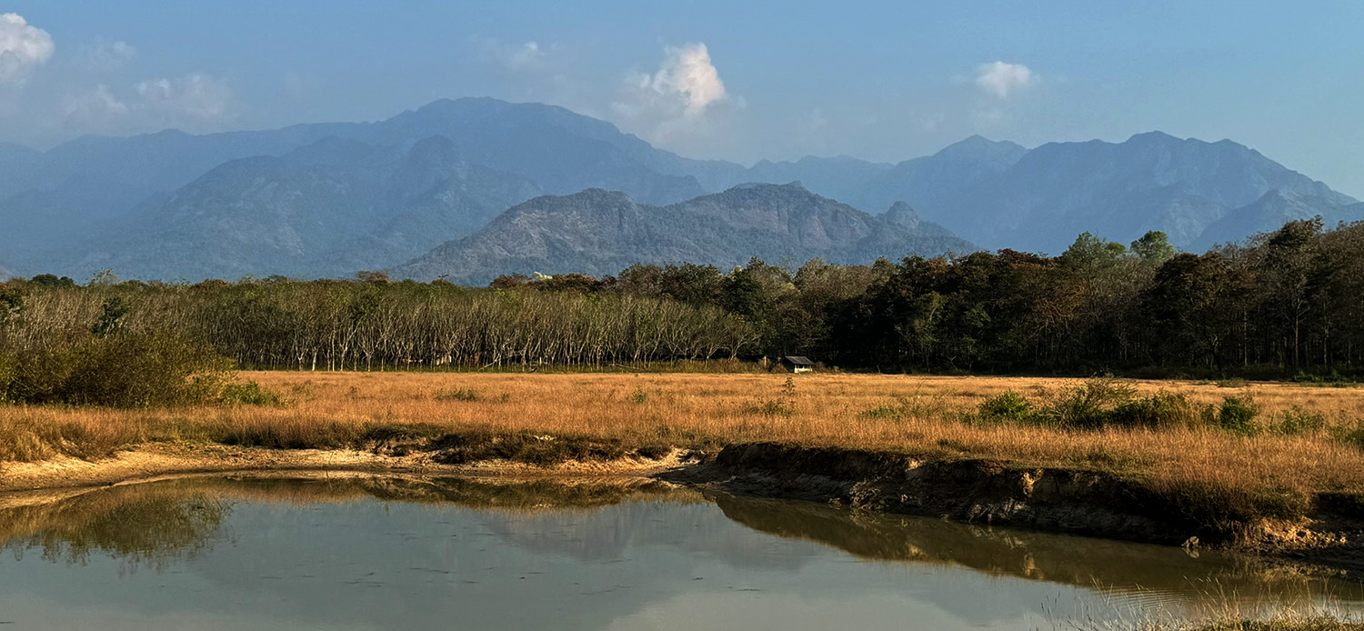 Golden grassland and a still pond with the Western Ghats mountains in the background