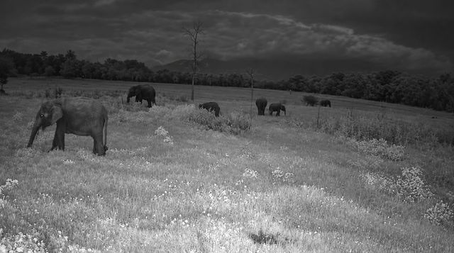 A herd grazing across open grassland under a stormy sky