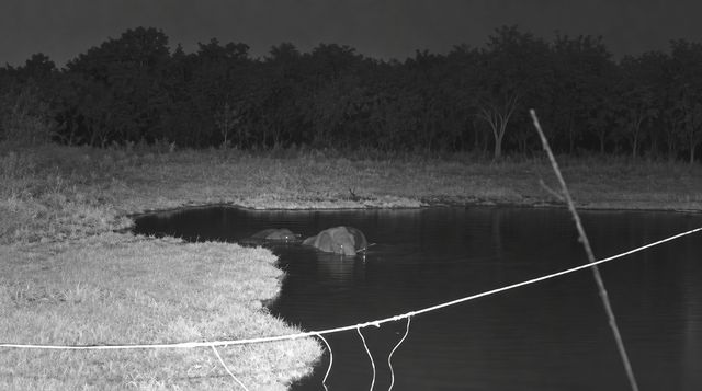 Two elephants swimming in the pond at night