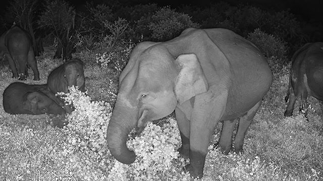 An elephant feeding while calves rest beside the herd