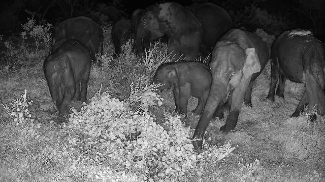 A herd browsing together with calves among them