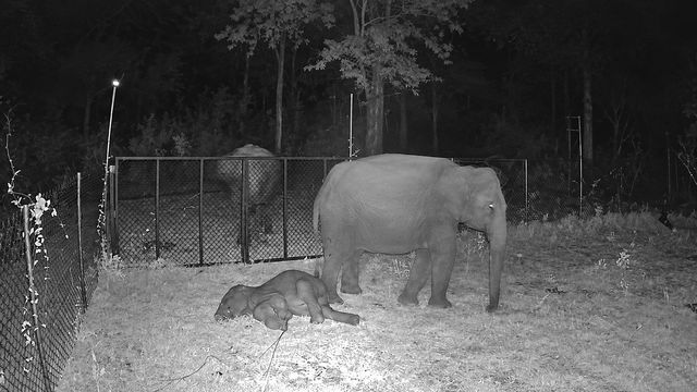 A calf asleep on the grass beside its mother
