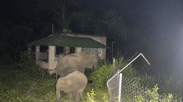 A mother and calf grazing near the field camp