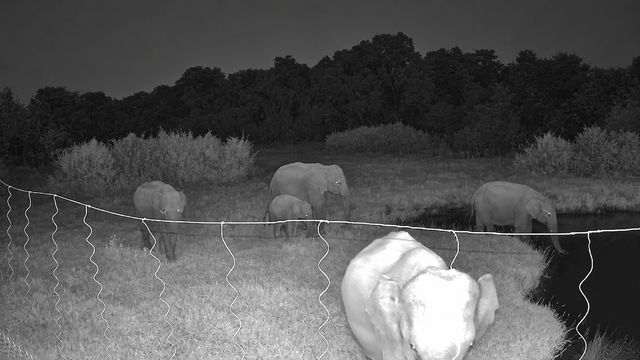 Elephants gathering at the edge of the pond