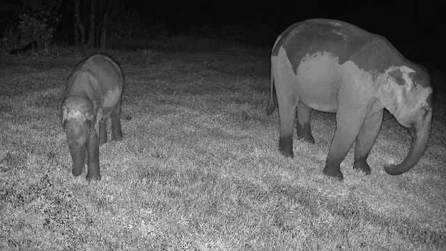 A calf and an adult grazing on open ground