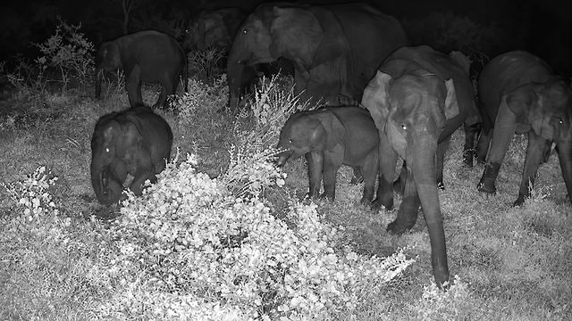 A family group feeding on the shrubs