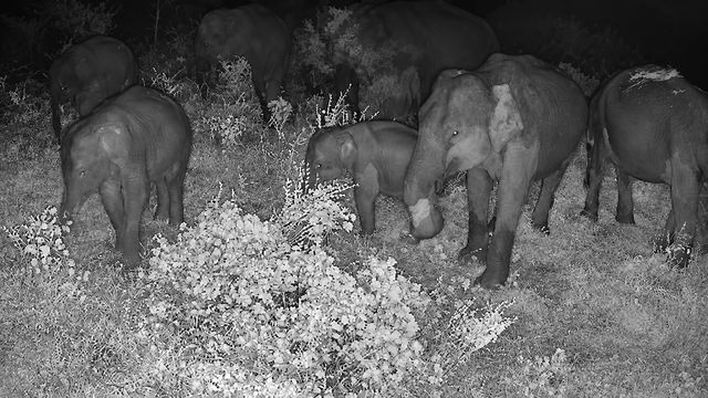 Young elephants browsing with the herd