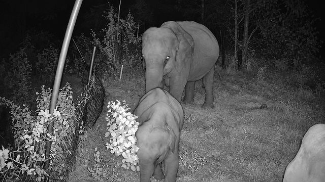 A mother and calf walking along the forest edge