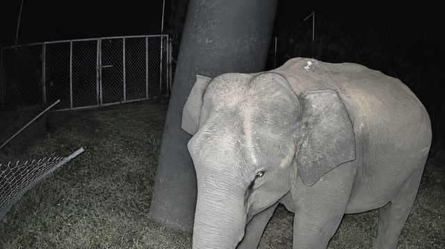 A young elephant passing close to the camera