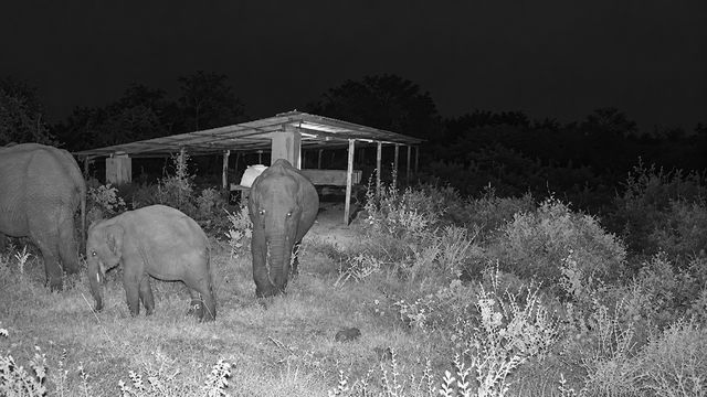Young elephants grazing near the field shelter