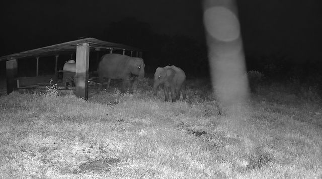 Two elephants grazing beside the field shelter