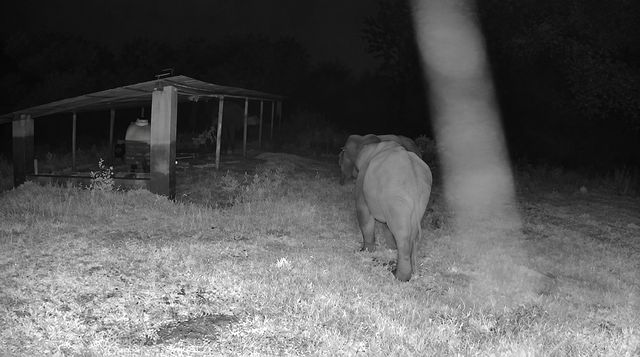 Elephants walking past the field shelter at night
