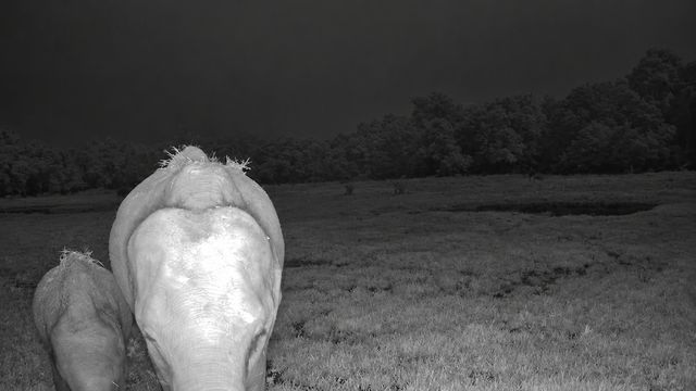 A mother and calf heading out across the grassland