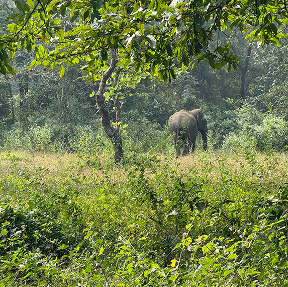 Turning Collective Support Into Conservation Action